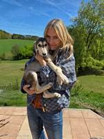 Meine Hunde Saluki Galgo Espanol