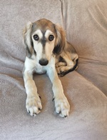 Meine Hunde Saluki Galgo Espanol