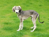 Meine Hunde Saluki Galgo Espanol