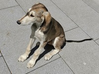 Meine Hunde Saluki Galgo Espanol
