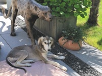 Meine Hunde Saluki Galgo Espanol
