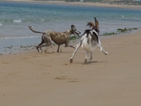 Meine Hunde Saluki Galgo Espanol