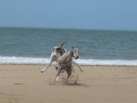 Meine Hunde Saluki Galgo Espanol