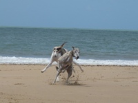 Meine Hunde Saluki Galgo Espanol