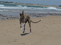 Meine Hunde Saluki Galgo Espanol