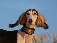 Meine Hunde Saluki Galgo Espanol