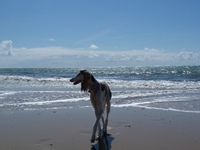 Meine Hunde Saluki Galgo Espanol