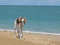 Meine Hunde Saluki Galgo Espanol