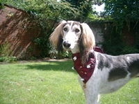 Meine Hunde Saluki Galgo Espanol