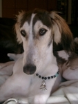 Meine Hunde Saluki Galgo Espanol