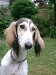 Meine Hunde Saluki Galgo Espanol