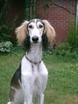 Meine Hunde Saluki Galgo Espanol