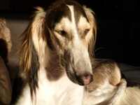 Meine Hunde Saluki Galgo Espanol