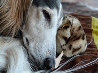 Meine Hunde Saluki Galgo Espanol