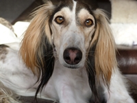 Meine Hunde Saluki Galgo Espanol