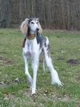 Meine Hunde Saluki Galgo Espanol