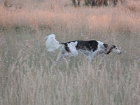 Meine Hunde Saluki Galgo Espanol