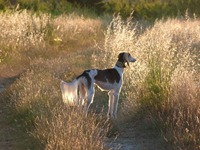 Meine Hunde Saluki Galgo Espanol