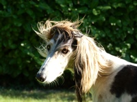 Meine Hunde Saluki Galgo Espanol