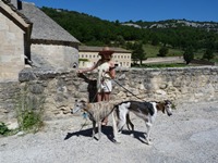 Meine Hunde Saluki Galgo Espanol