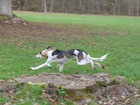 Meine Hunde Saluki Galgo Espanol