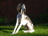 Meine Hunde Saluki Galgo Espanol