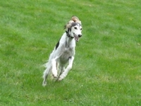 Meine Hunde Saluki Galgo Espanol