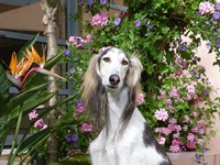 Meine Hunde Saluki Galgo Espanol