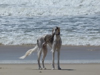 Meine Hunde Saluki Galgo Espanol