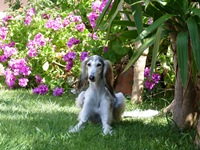 Meine Hunde Saluki Galgo Espanol