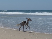 Meine Hunde Saluki Galgo Espanol