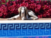 Meine Hunde Saluki Galgo Espanol