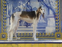 Meine Hunde Saluki Galgo Espanol