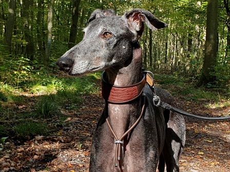 Lederschmuck Windhund Saluki Galgo Whippet