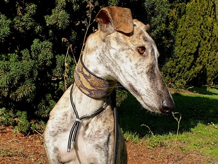 Lederschmuck Windhund Saluki Galgo Whippet