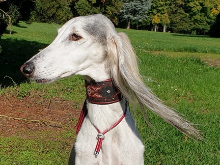 Lederschmuck Windhund Saluki Galgo Whippet