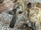 Zum vergrößern klicken Bernsteinkette Hund Zeckenschutz Windhund
