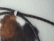 Zum vergrößern klicken Bernsteinkette Hund Zeckenschutz Windhund