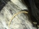 Lederschmuck Windhund Saluki Galgo Whippet