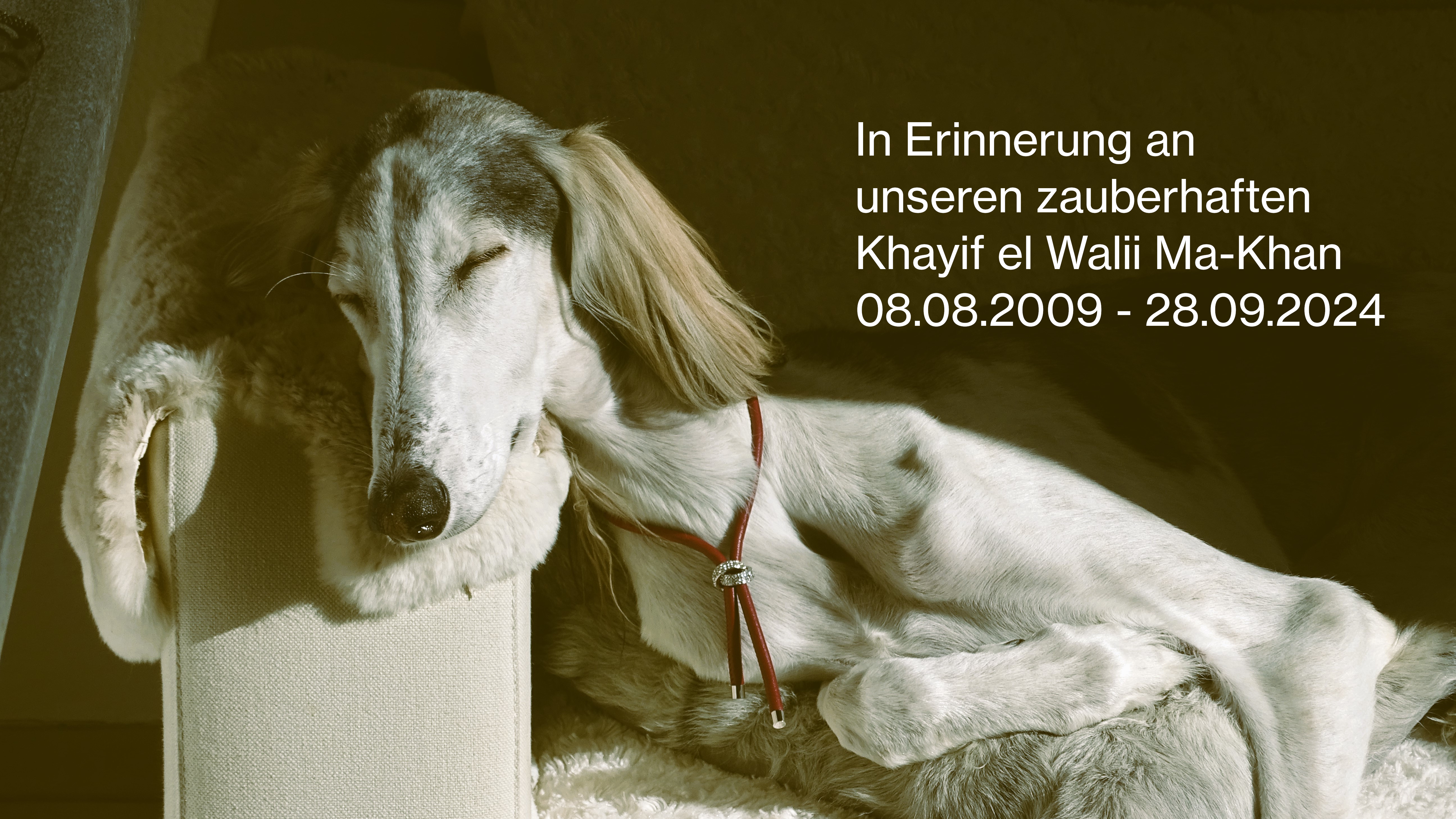 Hunde im Perlenrausch - Dogs in Pearl Frenzy