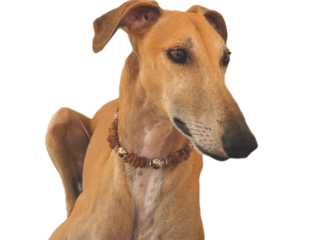 Bernsteinkette Hund Zeckenschutz