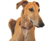 Bernsteinkette Hund Zeckenschutz