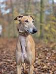 Meine Hunde Saluki Galgo Espanol