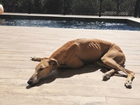 Meine Hunde Saluki Galgo Espanol