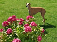 Meine Hunde Saluki Galgo Espanol