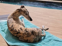 Meine Hunde Saluki Galgo Espanol